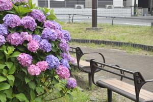 あじさい9