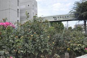庁舎バラ剪定7