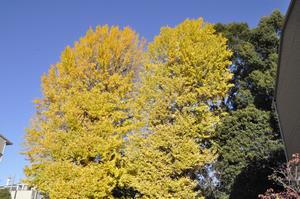 一山神社イチョウ1