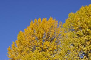 一山神社イチョウ2