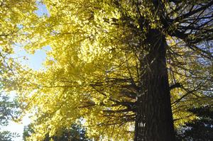 一山神社イチョウ3