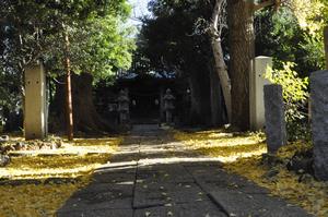 一山神社イチョウ4