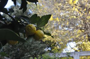 一山神社イチョウ6