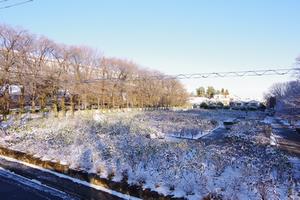 与野公園雪1