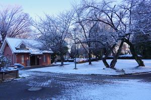 与野公園雪6