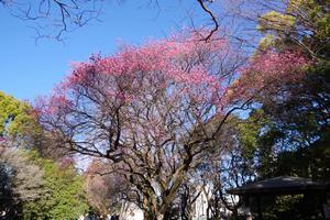 与野中央公園梅1