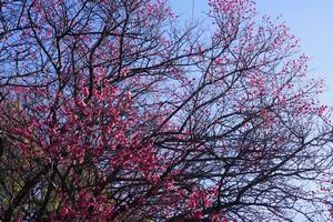 与野中央公園梅2