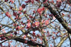 与野中央公園梅3