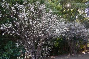 与野中央公園梅4