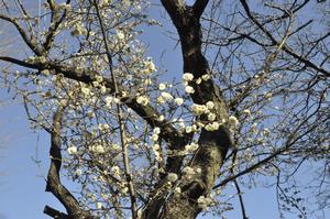 与野中央公園梅6