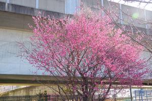与野本町駅前公園北側梅1