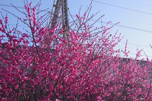 与野本町駅前公園北側梅2