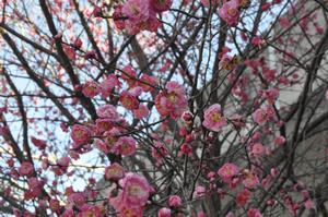 与野本町駅前公園北側梅3