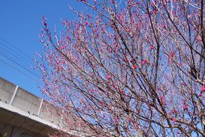 下落合環境空間緑道梅1