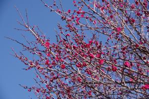 下落合環境空間緑道梅3