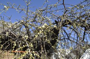 鈴谷天神社梅1