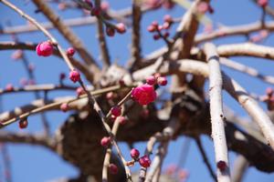 鈴谷天神社梅2