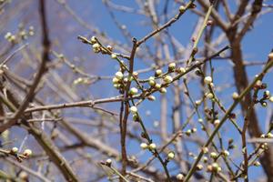 上町氷川神社梅1