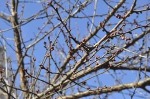 上町氷川神社梅2