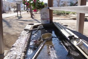 上町氷川神社梅3
