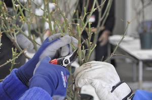 バラ手入れ講習会8