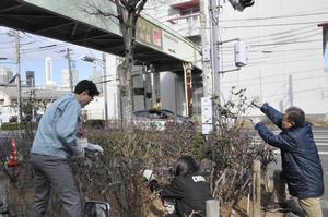 区役所バラ剪定3