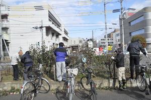 区役所バラ剪定4