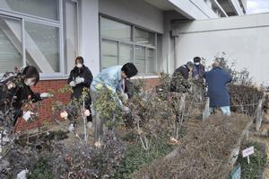 区役所バラ剪定5