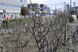 区役所バラ剪定6