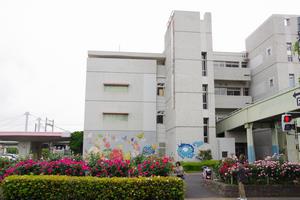 区役所バラ剪定7