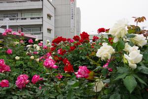 区役所バラ剪定8