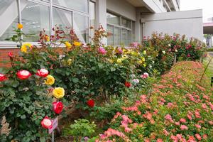 区役所バラ剪定9