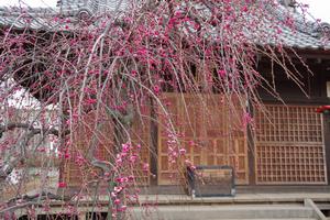 梅　鈴谷天神社2