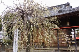 梅　鈴谷天神社3