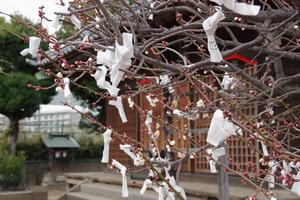 梅　鈴谷天神社4