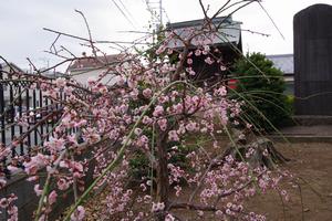 梅　鈴谷天神社5