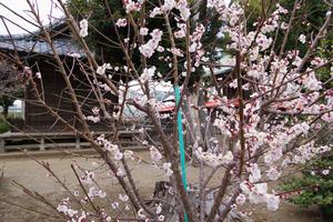 梅　鈴谷天神社6