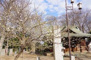 梅　上町氷川神社1