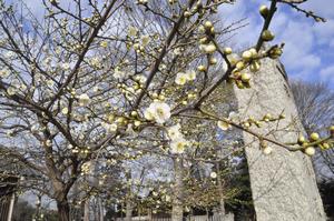 梅　上町氷川神社2