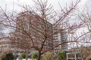 梅　上町氷川神社3