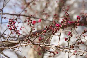 梅　上町氷川神社4