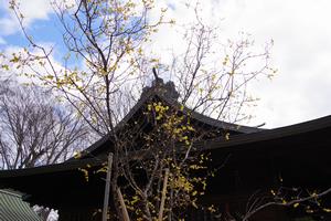 梅　上町氷川神社5