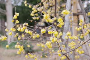 梅　上町氷川神社6