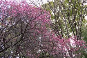 梅　与野中央公園1