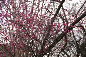 梅　与野中央公園2