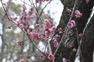 梅　与野中央公園3