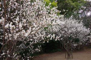 梅　与野中央公園4