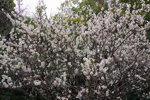 梅　与野中央公園5