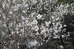 梅　与野中央公園6