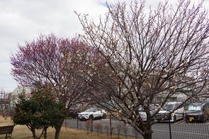 梅　下落合環境空間緑道1